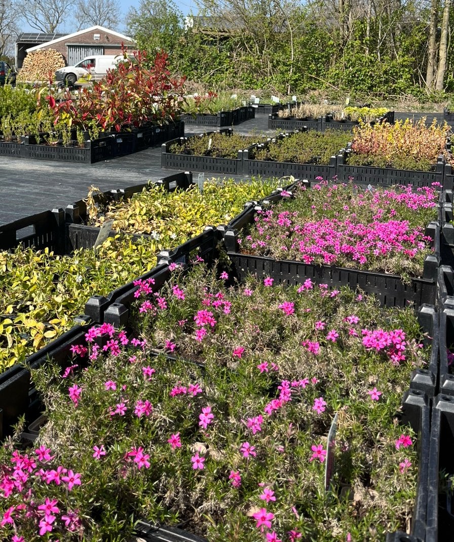 Phlox subulata 'Scarlet Flame' / Kruipphlox P9 pot, Ophalen of Verzenden, Vaste plant, Bodembedekkers