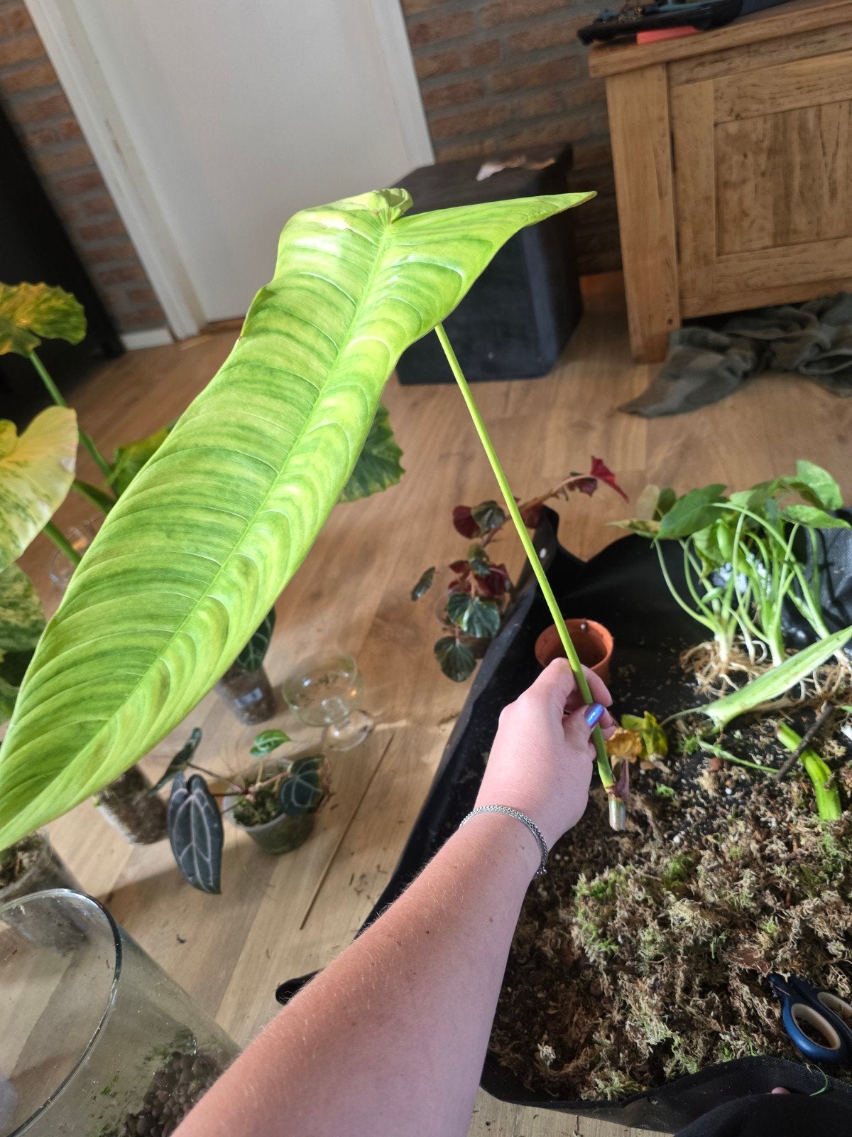 philodendron sharoniae stekken, Ophalen of Verzenden, Halfschaduw, Minder dan 100 cm