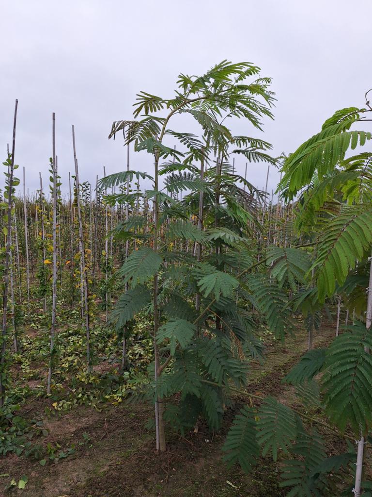 Albizia julibrissin slaapboom 🌿🌺, Tuin en Terras, Ophalen, Volle zon, Overige soorten