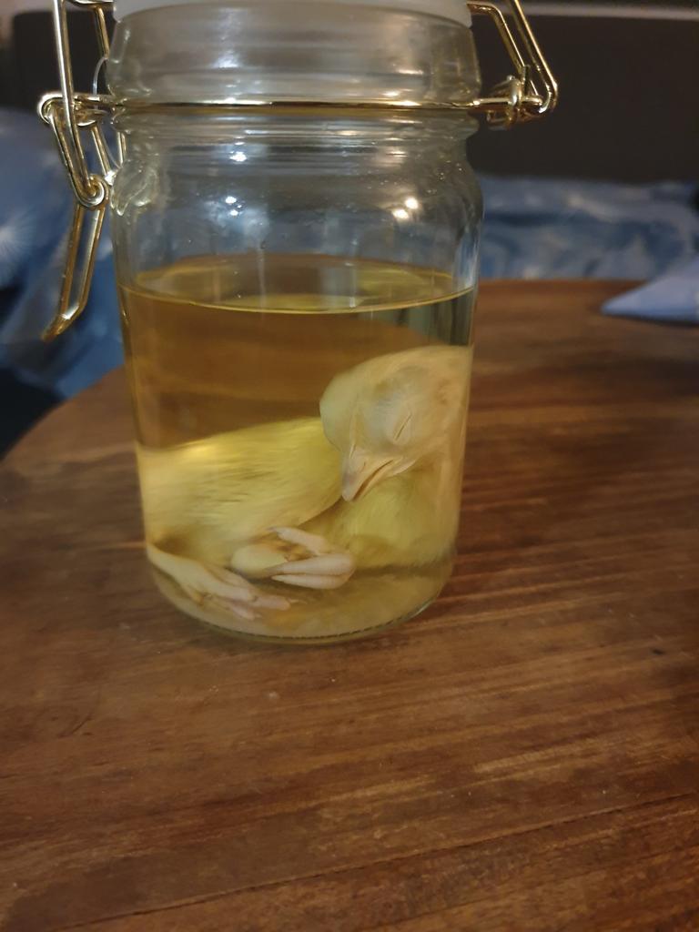 Kuiken op sterk water en kuiken hoofd op sterk water, Antiek en Kunst, Curiosa en Brocante, Ophalen