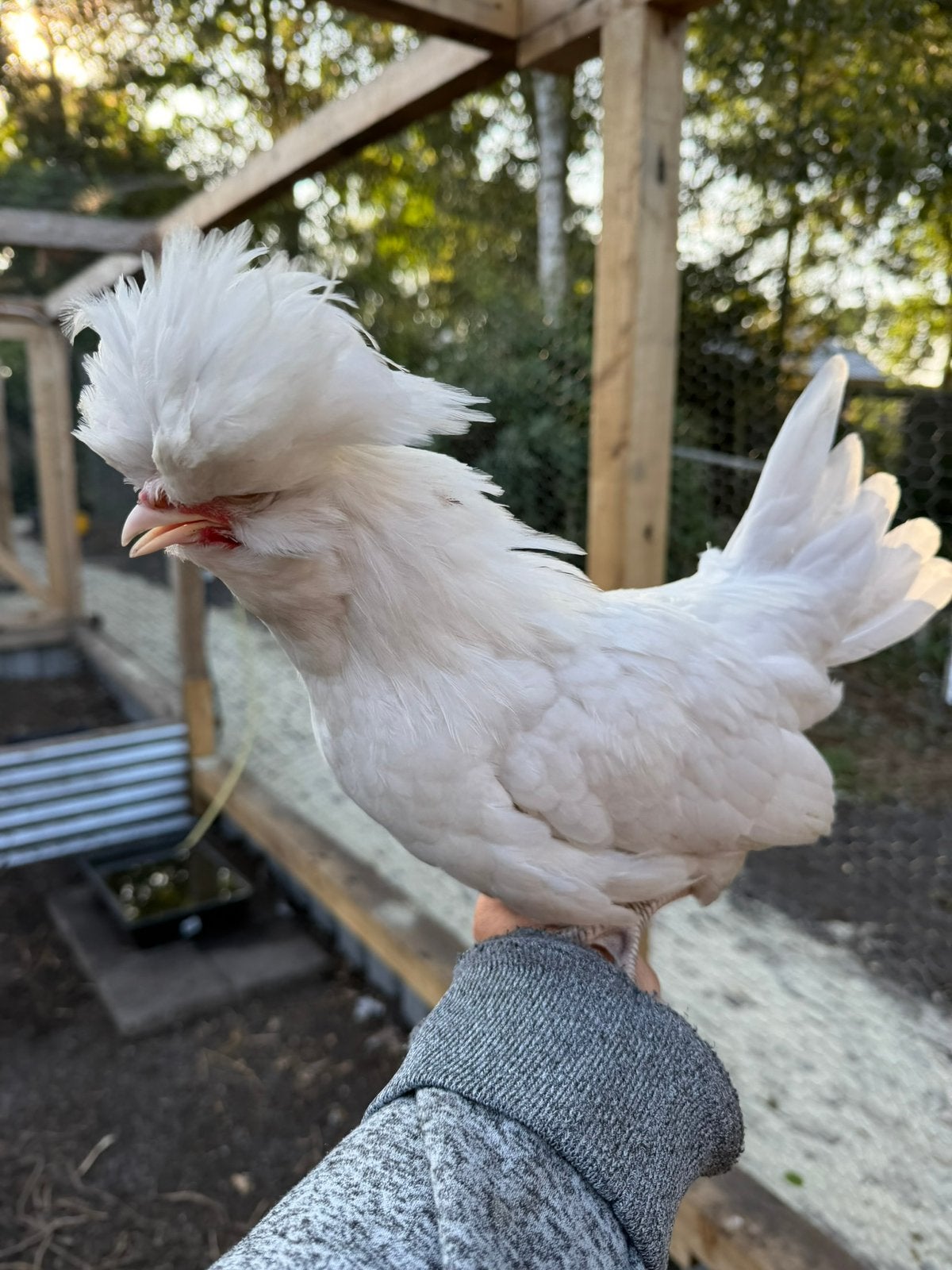 Padua’s, Dieren en Toebehoren, Mannelijk, Kip
