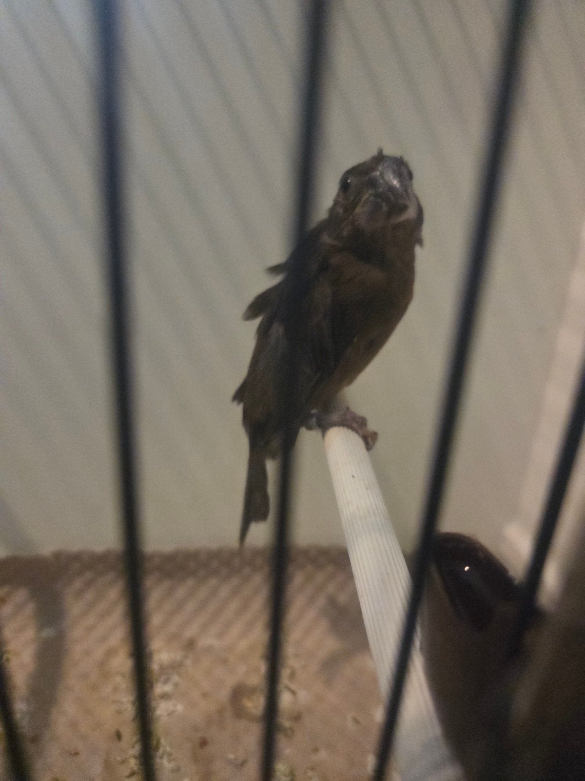 twatwa pop geringd, Vrouwelijk, Geringd