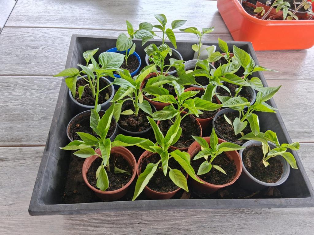 Paprika planten, Tuin en Terras, Ophalen, Eenjarig, Groenteplanten, Volle zon