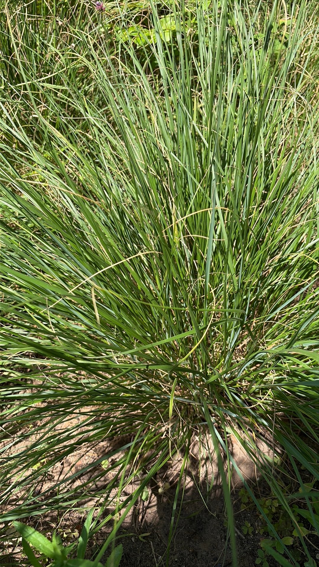 Lampenpoetsergras, Tuin en Terras, Planten | Tuinplanten, Ophalen, Siergrassen