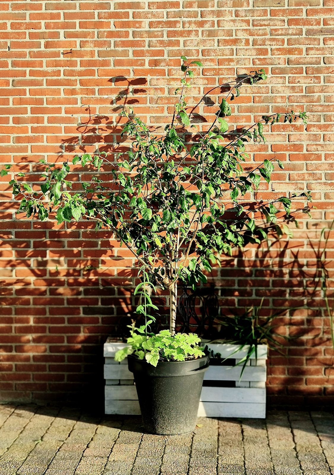 Pruimenboom (excl. pot) afhalen in Heerenveen, Ophalen, Volle zon, Overige soorten, Minder dan 100 cm