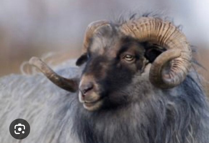 Gezocht drents heideschaap dekram blauwschimmel, Mannelijk, Schaap