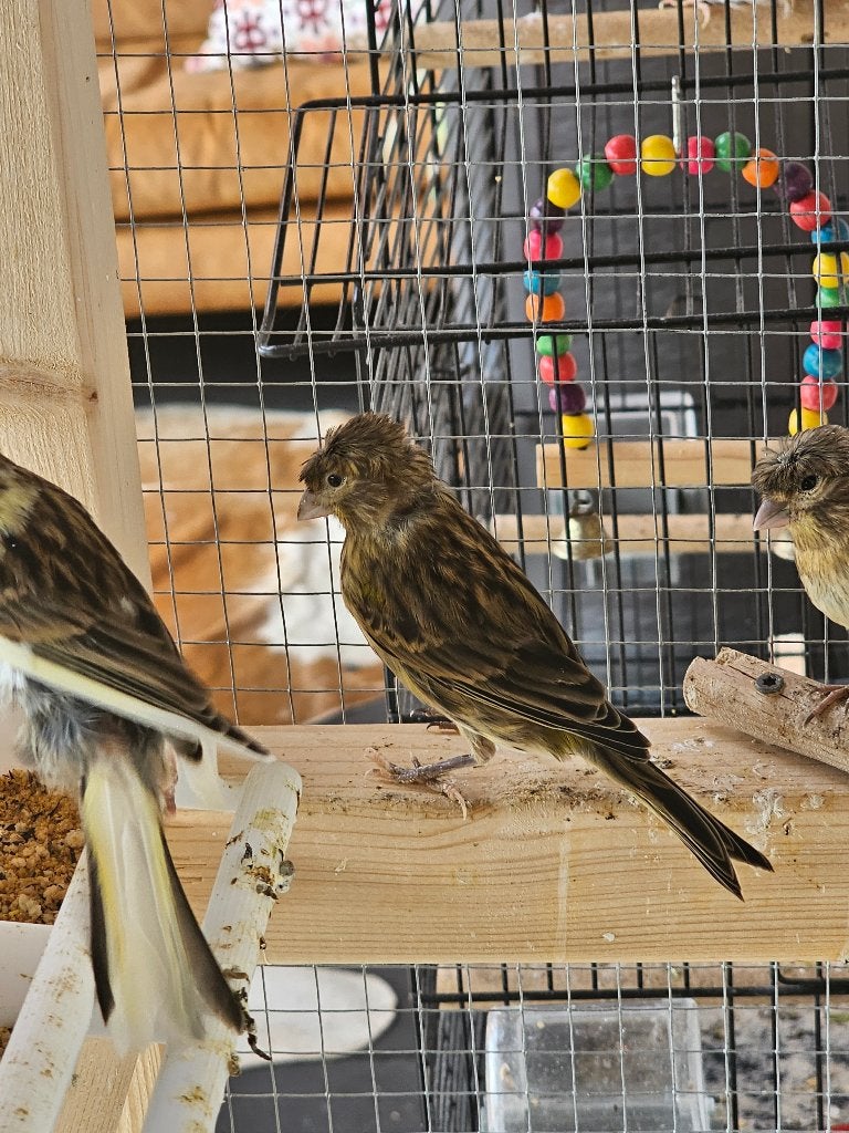 Jonge kanaries, Dieren en Toebehoren, Vogels | Kanaries, Meerdere dieren, Kleurkanarie