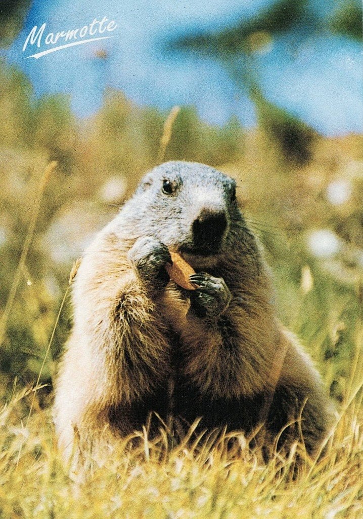 Marmot knabbelt aan iets  329, Verzamelen, Ansichtkaarten | Dieren, Verzenden, 1980 tot heden, Gelopen, Knaagdier