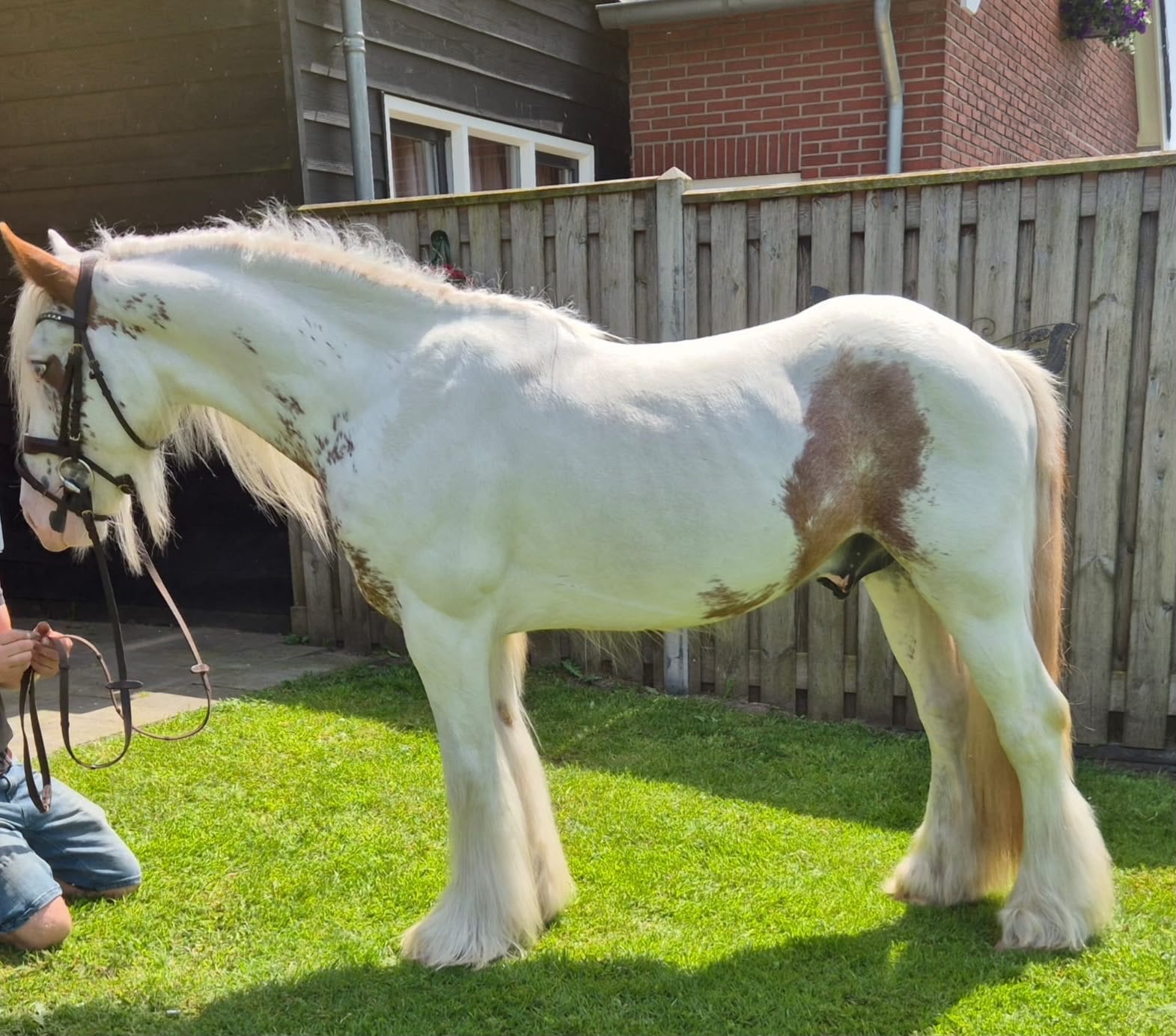 Super knappe bonte tinker ruin, Dieren en Toebehoren, Pony's, Ruin, Onbeleerd, 3 tot 6 jaar, Met stamboom, Gechipt, Ontwormd, Ingeënt
