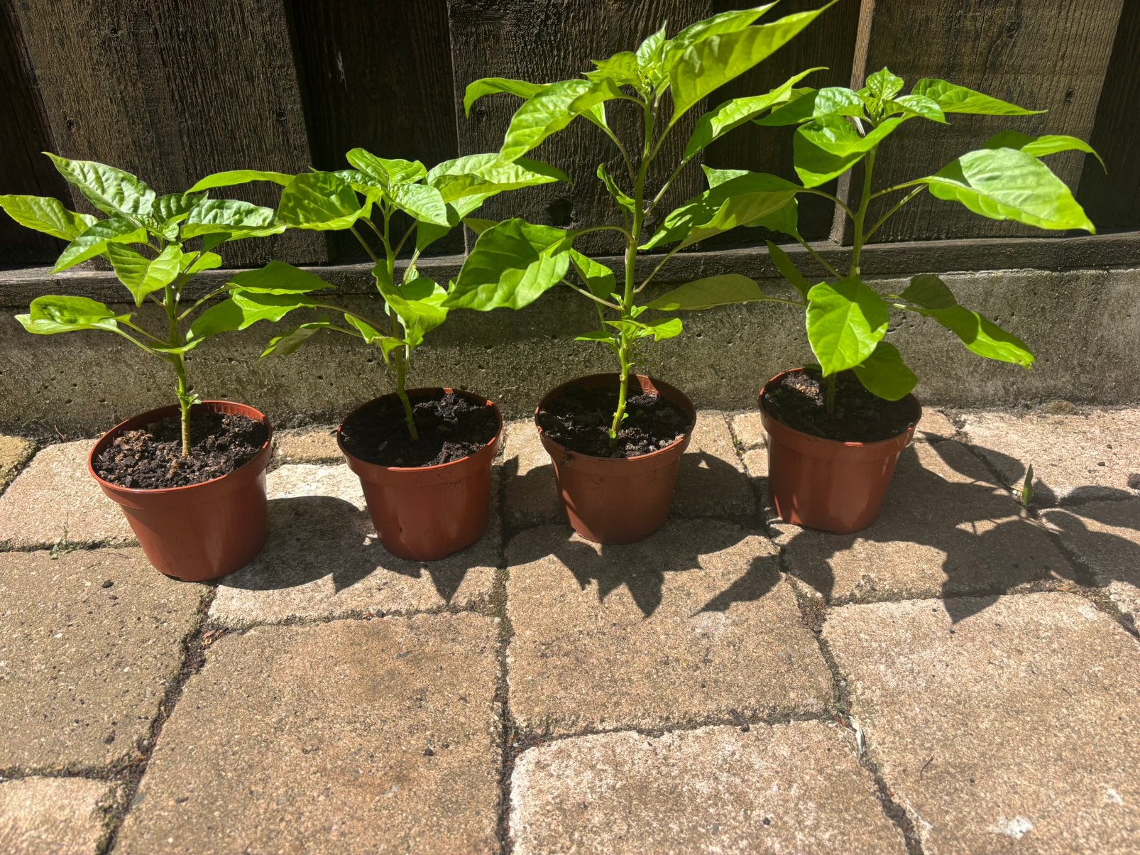 Madame Jeanette planten, Tuin en Terras, Overige soorten, Volle zon, Eenjarig, Ophalen of Verzenden