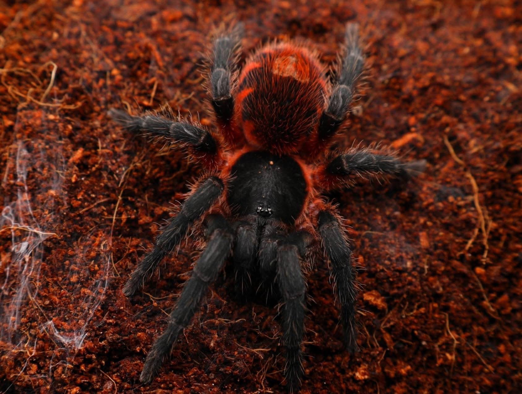 Davus sp. Panama -  Lava Tarantula - vogelspinnen, Spin of Schorpioen