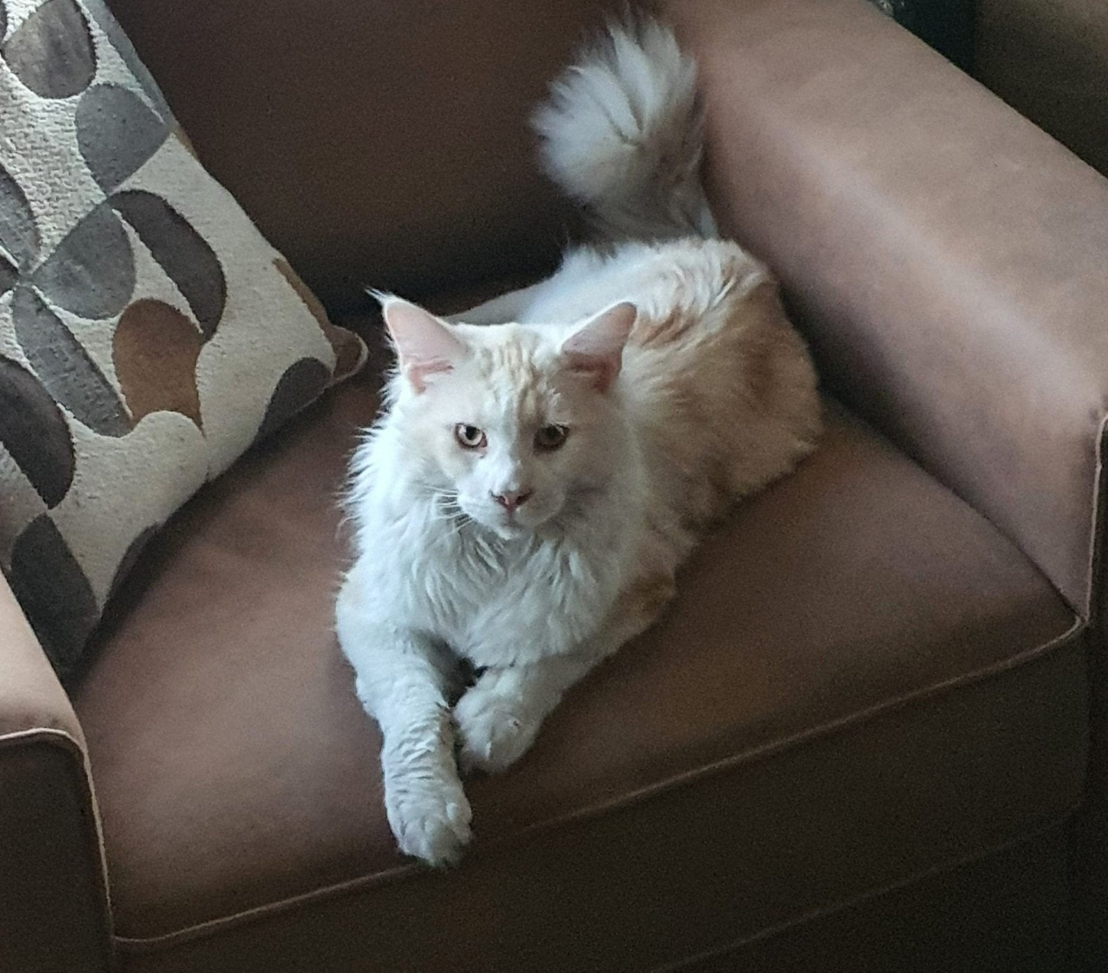 mooie Russische mainecoon dek kater, Kater