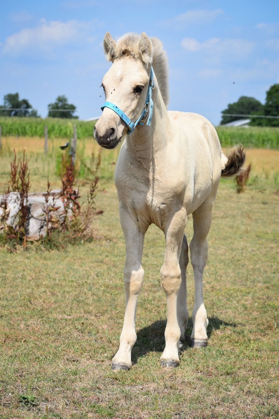 Lief groot fjord hengst veulen (v. Nimco), Dieren en Toebehoren, Pony's, Hengst, E pony (1.48m - 1.57m), 0 tot 2 jaar