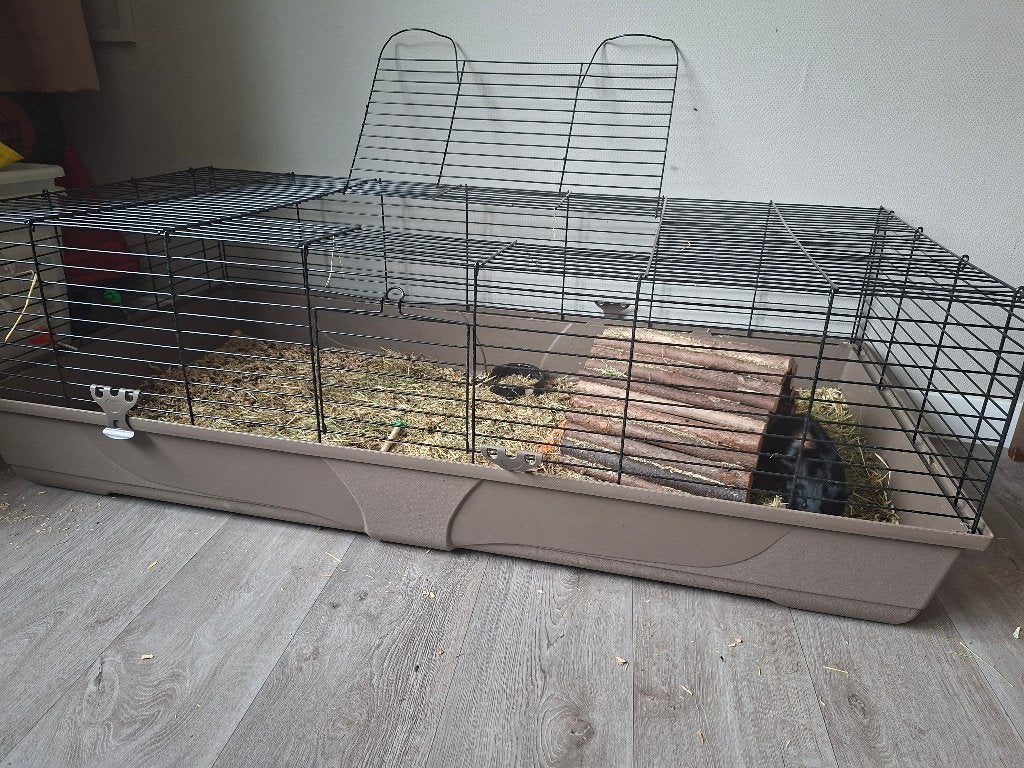 Twee lieve, jonge Cavia's met Kooi en toebehoren, Dieren en Toebehoren, Knaagdieren, Cavia, Mei, Meerdere dieren, Tam