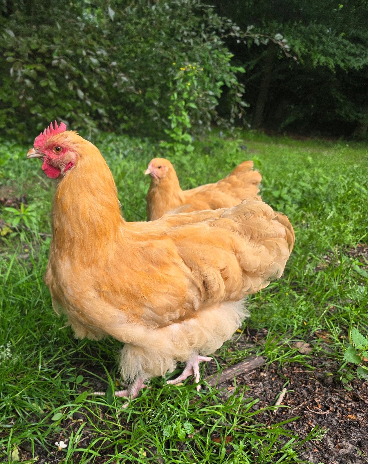 Lieve jonge Orpington buff haan, Dieren en Toebehoren, Pluimvee, Kip, Mannelijk
