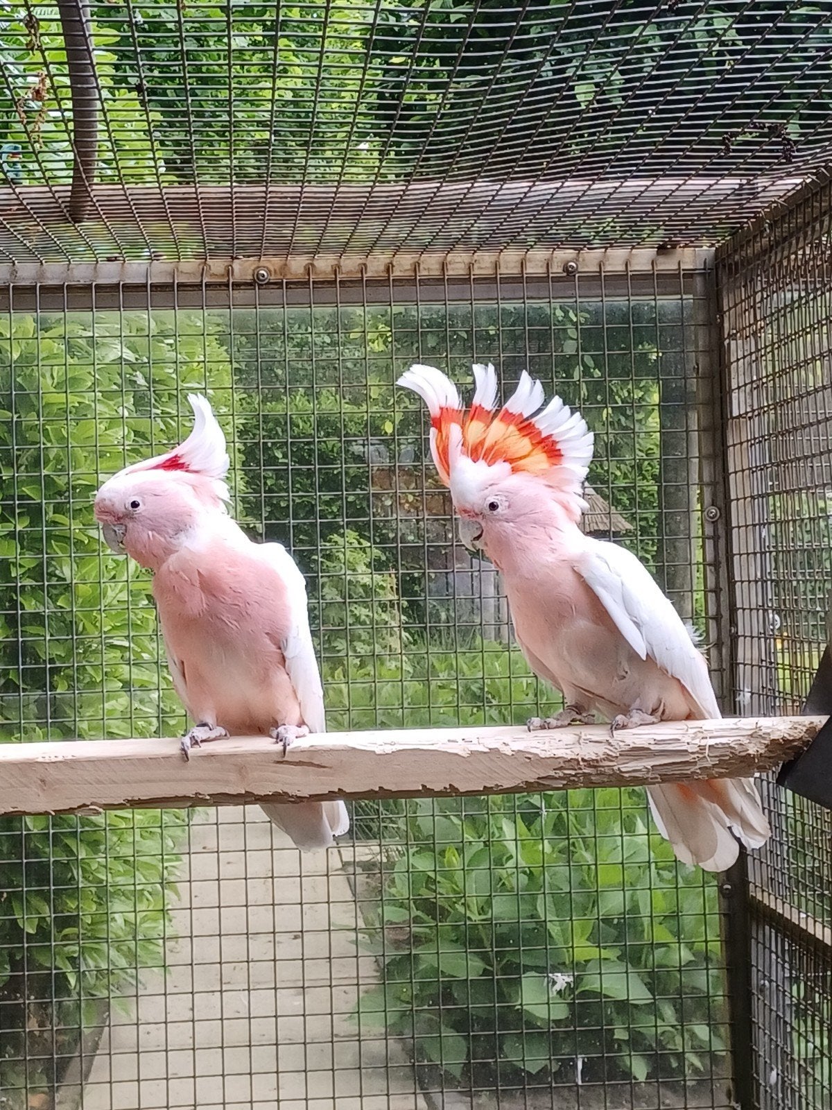 koppel inca kaketoes, Dieren en Toebehoren, Meerdere dieren, Parkiet