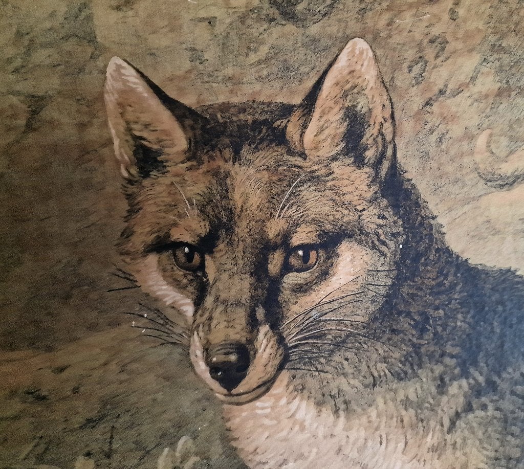 Fuchs (Canis vulpes) / Friedrich Specht, Antiek en Kunst, Ophalen, Geschiedenis
