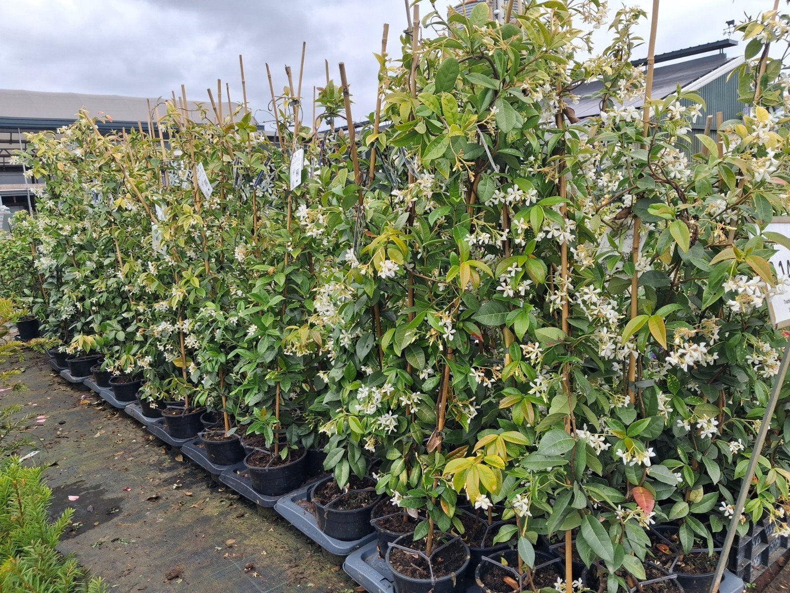 Toscaanse jasmijn, trachlospernum jasminum 100 cm €8,95, Ophalen, Vaste plant, Halfschaduw, Klimplanten