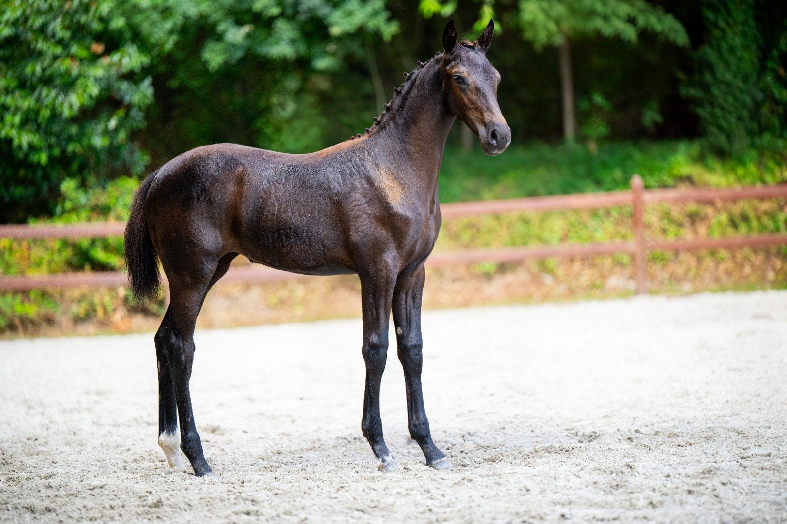 chique merrieveulen  v. Dante's Empire x Blue Horse Kingston, Merrie, Dressuurpaard, Met stamboom, 0 tot 2 jaar
