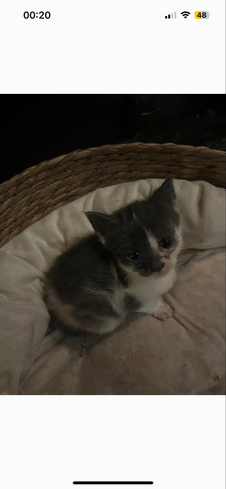 Kittens te koop
