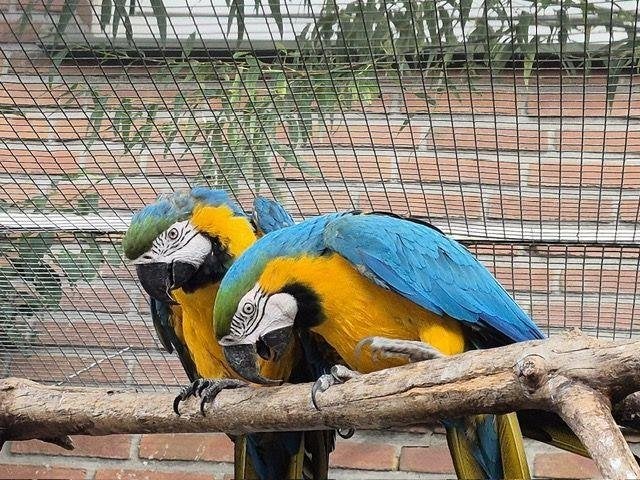 Koppel blauw gele ara's, Dieren en Toebehoren, Meerdere dieren, Papegaai, Geringd