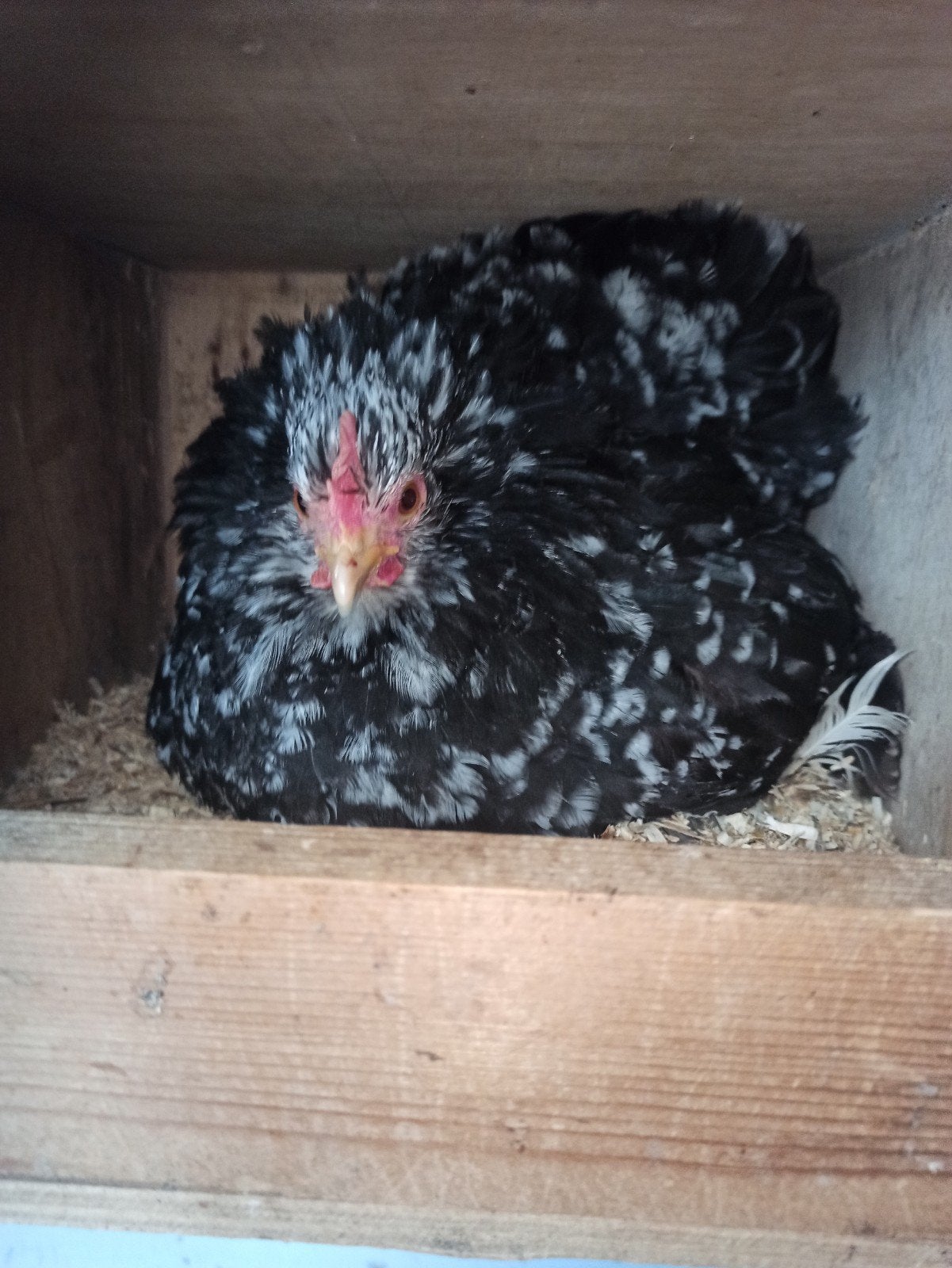 Broedse kip cochin, Dieren en Toebehoren, Pluimvee, Vrouwelijk, Kip
