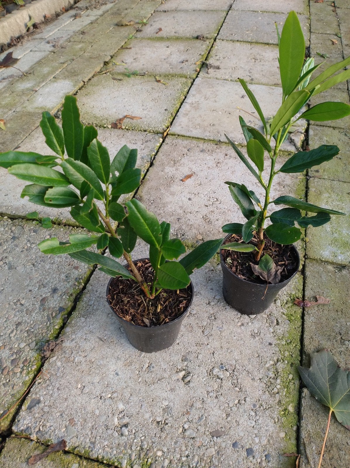 haag Prunus. laurier. Prunus laurocerasus Otto Luyken P9, Tuin en Terras, Overige soorten, Vaste plant, Ophalen of Verzenden, Bloeit niet
