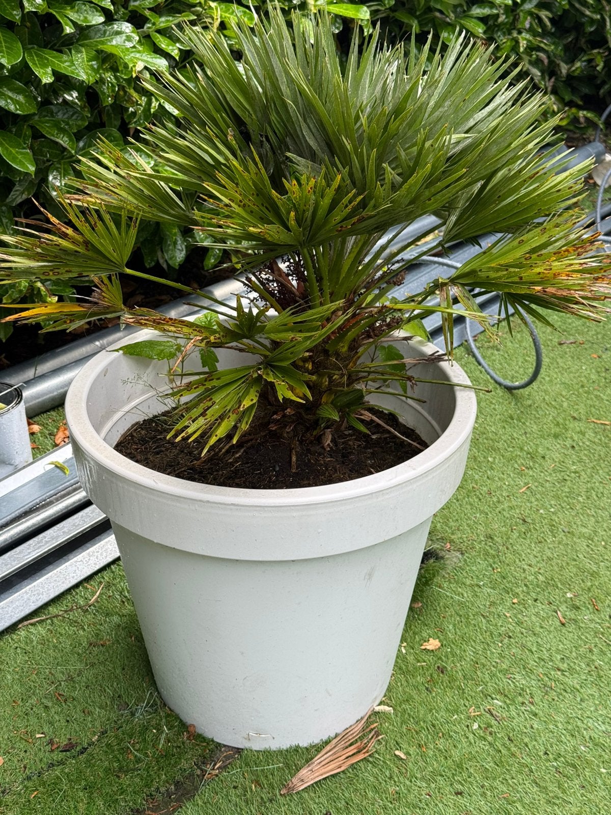 Palm (waaierpalm) met witte pot, Ophalen, Overige soorten, Volle zon