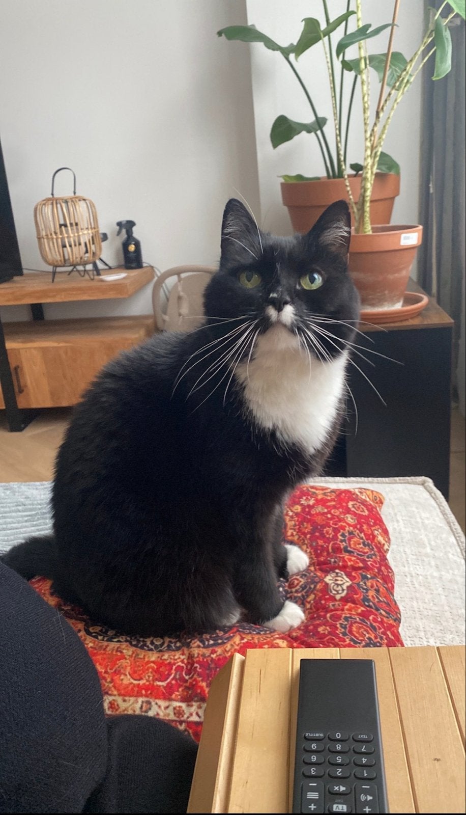Liefdevol, rustig thuis gezocht voor Dotje, Poes, Kortharig, 6 jaar of ouder