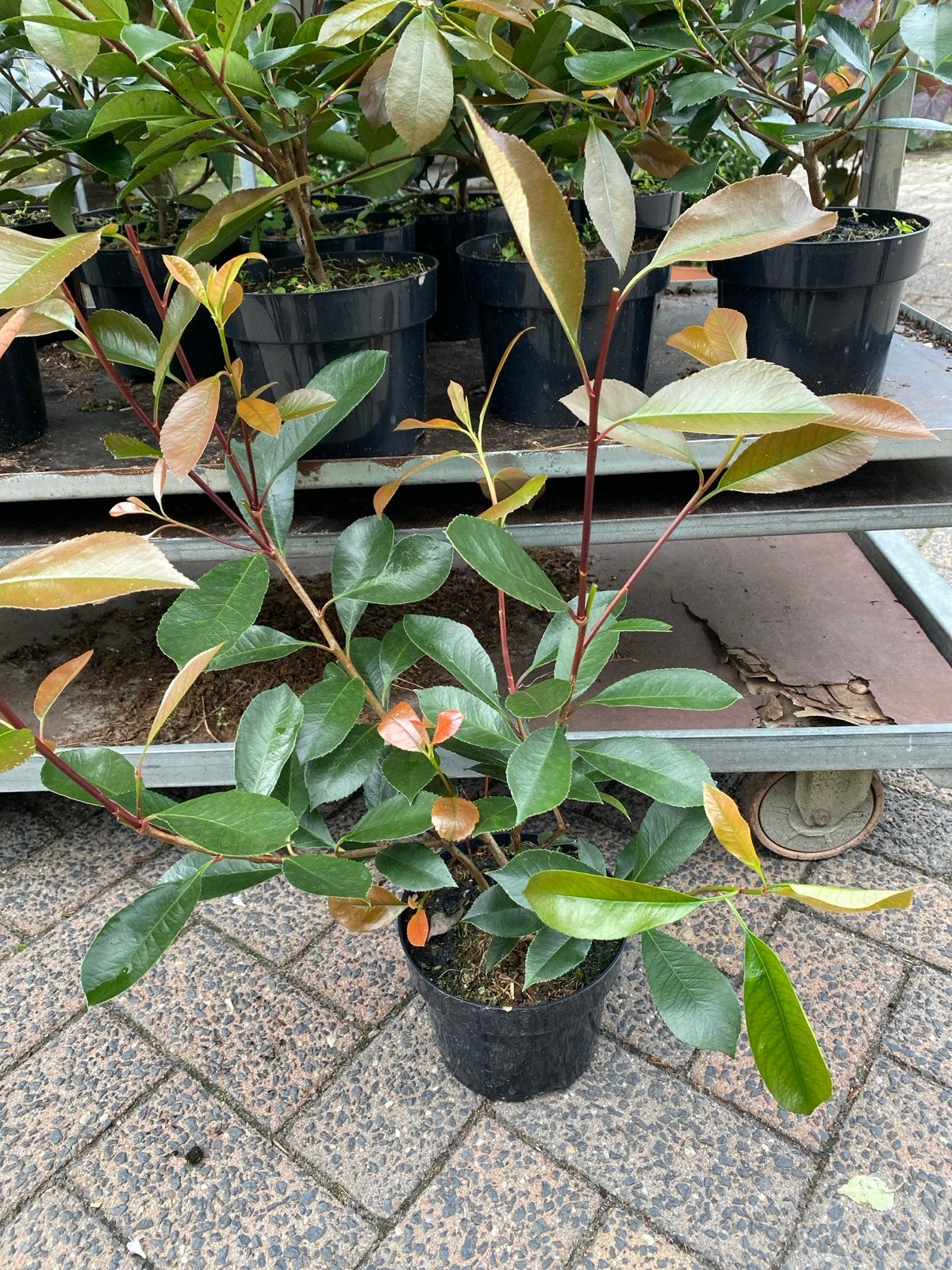 Photinia 'Red Robin' - Glansmispel 50cm hoog, Volle zon, Vaste plant, Lente, Ophalen
