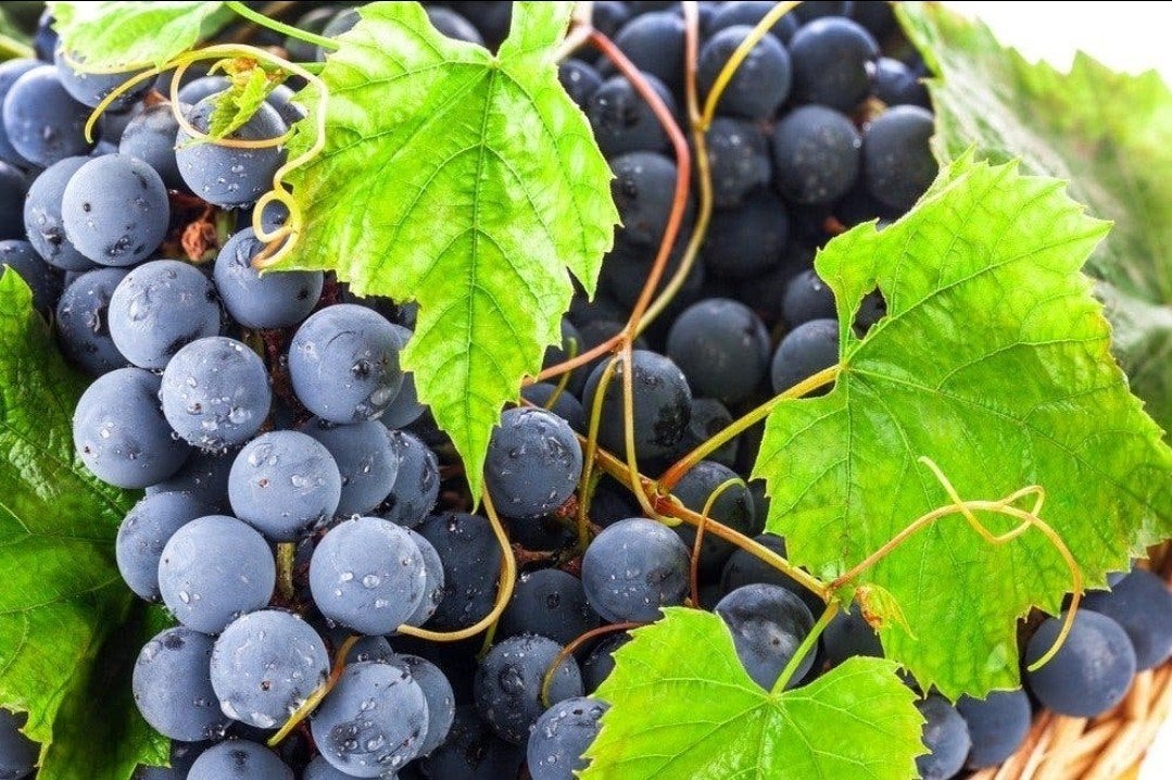 Biologische blauwe druiven uit eigen tuin, Ophalen, Minder dan 100 cm, Overige soorten, Lente