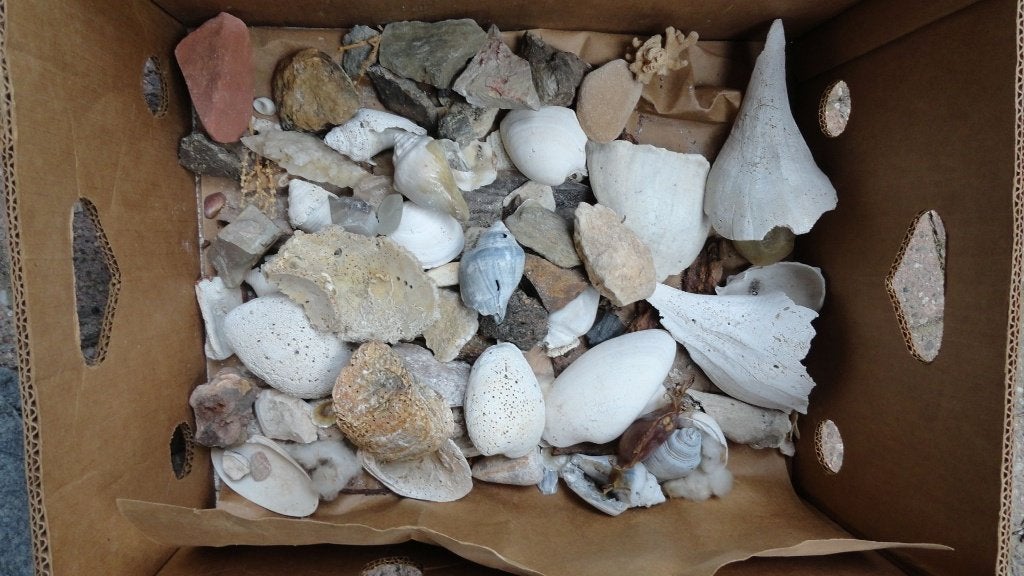 Schelpen en stenen, verzameling divers, Antiek en Kunst, Ophalen of Verzenden