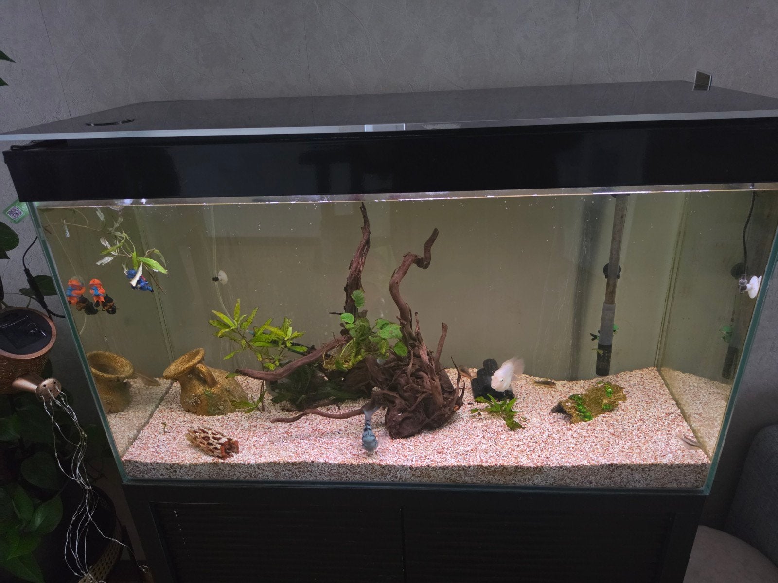 mooi aqarium kompleet, Dieren en Toebehoren, Ophalen