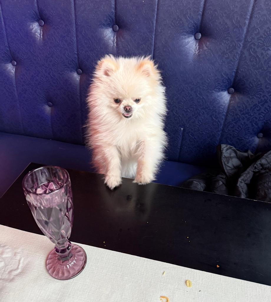 Pomeriaan boy keeshond, Dieren en Toebehoren, Honden | Chihuahua's en Gezelschapshonden, 15 weken tot 1 jaar, Reu, Parvo, Eén hond