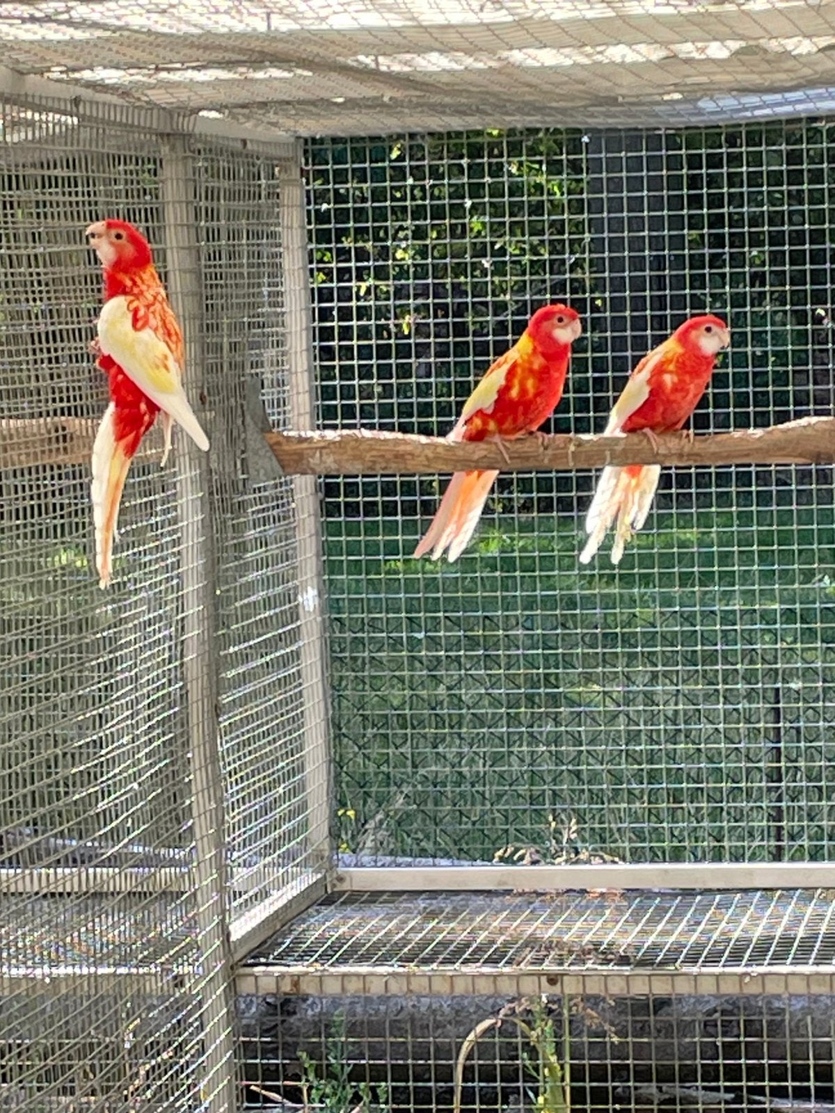 Jonge rubino rosellas tekoop., Meerdere dieren, Parkiet, Geringd