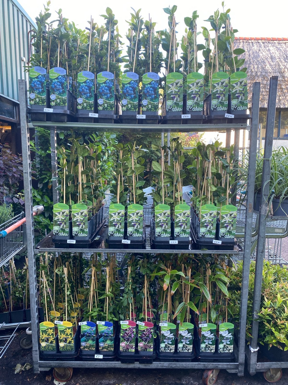 Groenblijvende Klimplanten - Diverse Soorten, Tuin en Terras, Ophalen, Vaste plant, Halfschaduw, Klimplanten