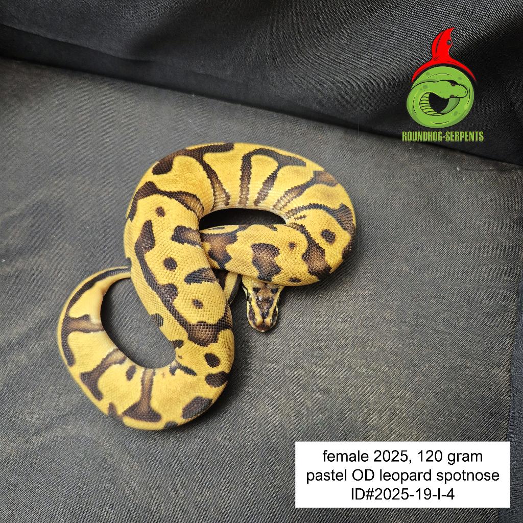 regius pastel OD leopard spotnose Ball Python - female for sale from Roundhog serpents