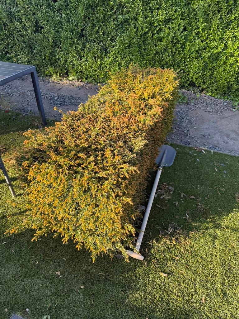 3 coniferenhagen gratis af te halen!, Ophalen, Conifeer, Haag, Minder dan 100 cm