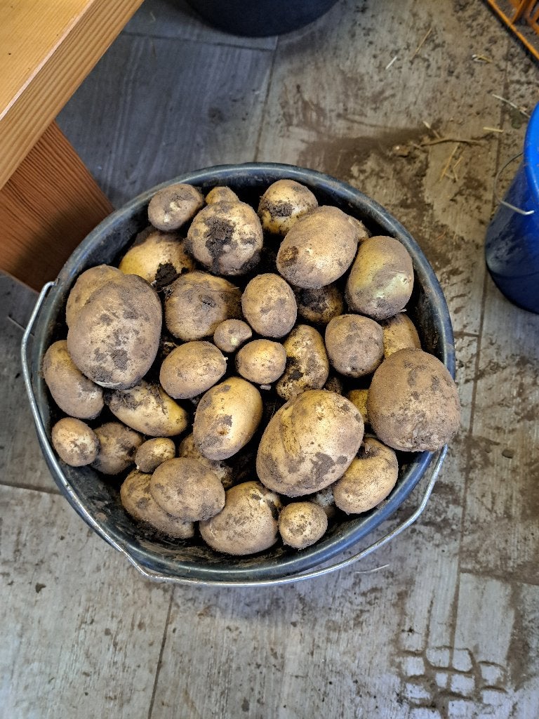 nieuwe onbespoten aardappelen te koop., Diversen, Levensmiddelen, Ophalen