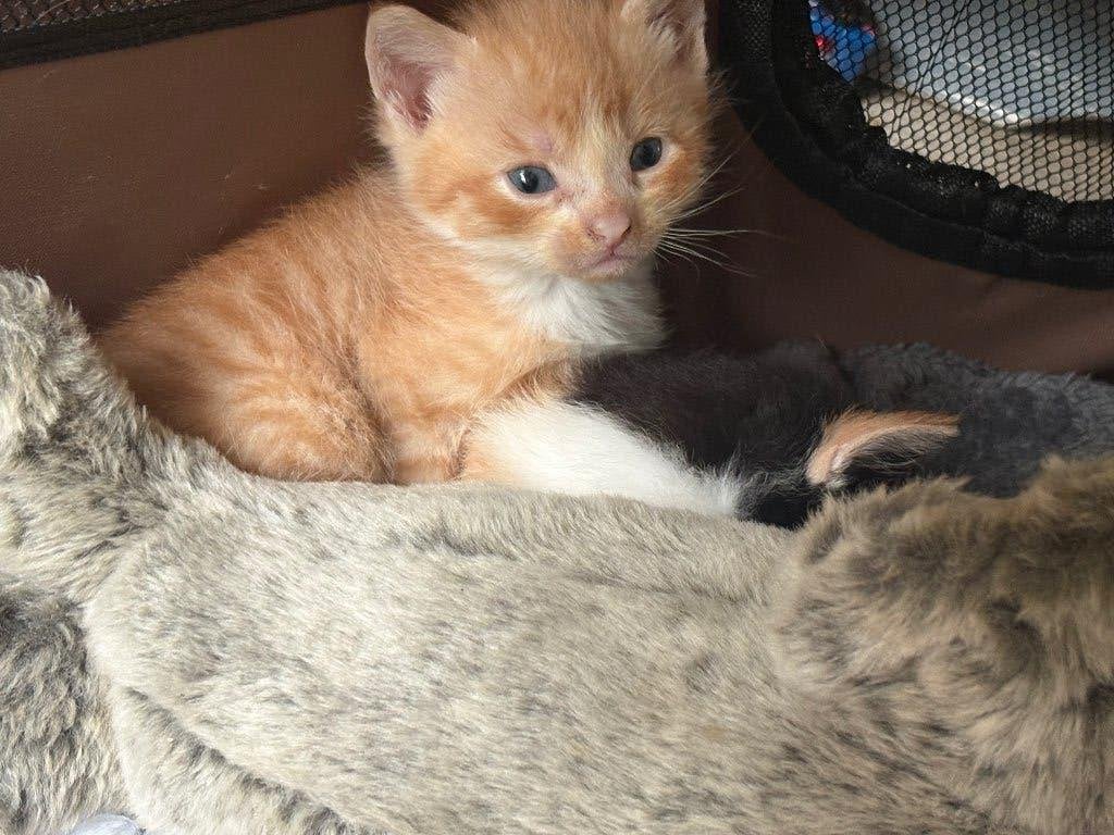 Binnenkort! Hebben wij kittens te koop 😊Ze mogen weg in Okt, Dieren en Toebehoren, Katten en Kittens | Overige Katten, Meerdere dieren