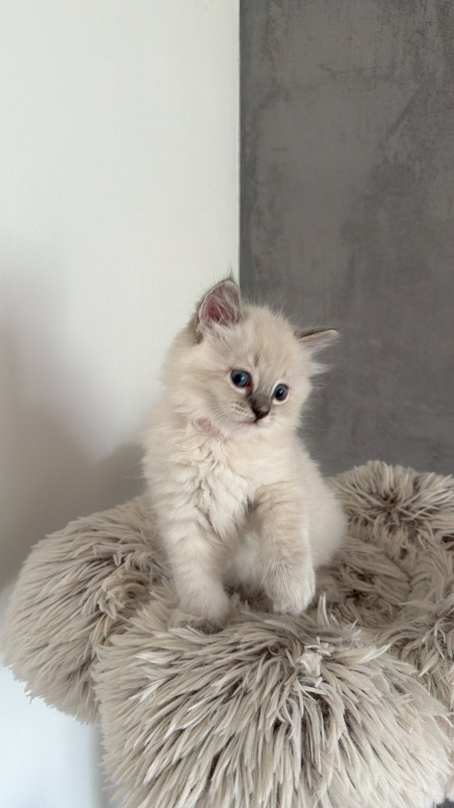 Raszuivere ragdoll poes, Poes, Ontwormd