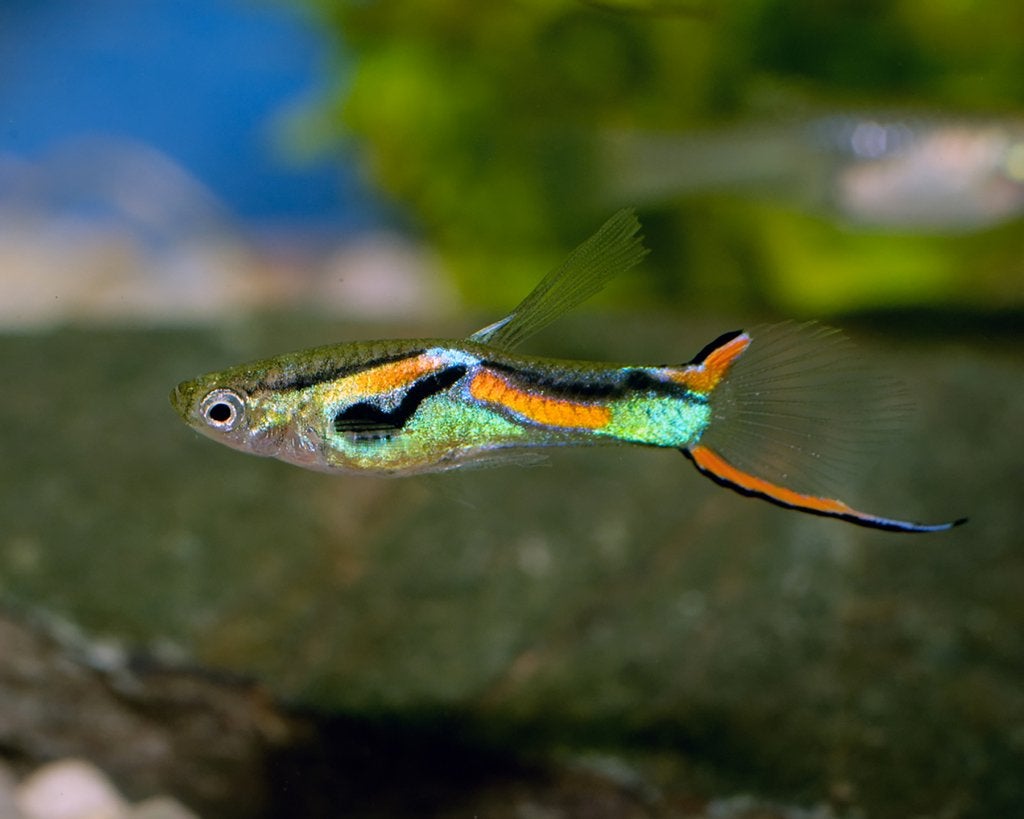 Endler guppies, Vis, Zoetwatervis