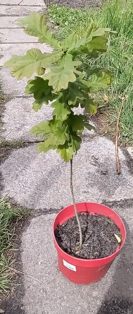 Tuin = Boom = Zomereik - 50 cm, Tuin en Terras, Overige soorten, Minder dan 100 cm, Ophalen, Volle zon