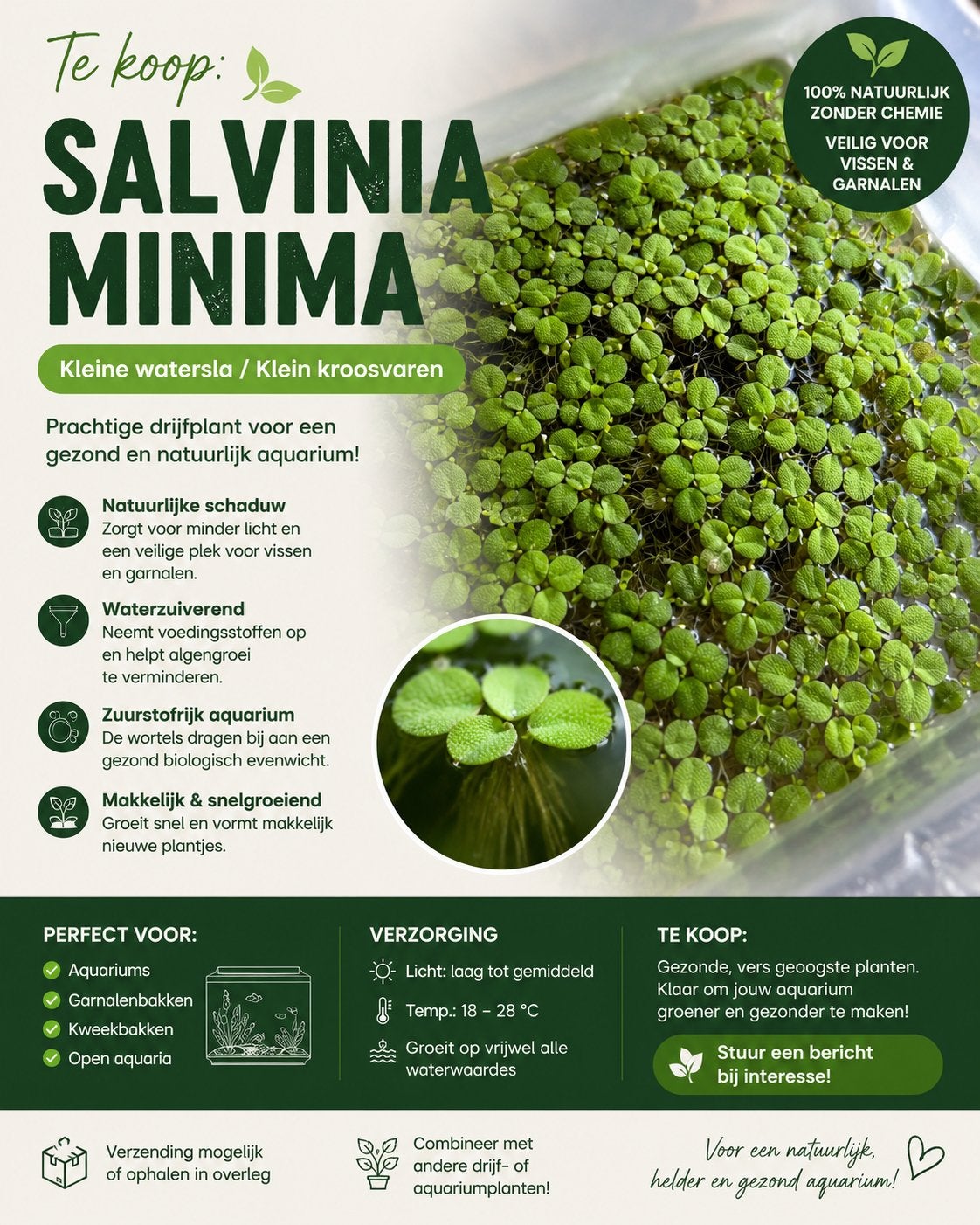 Drijfplant salvinia minima, Ophalen, Nieuw, Plant(en), Steen of Hout