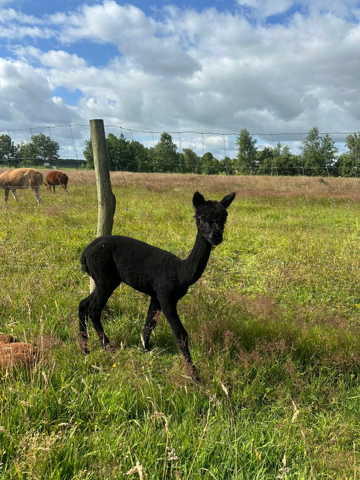 Zwarte alpaca hengst, Dieren en Toebehoren, Overige Dieren, Juli, Mannelijk