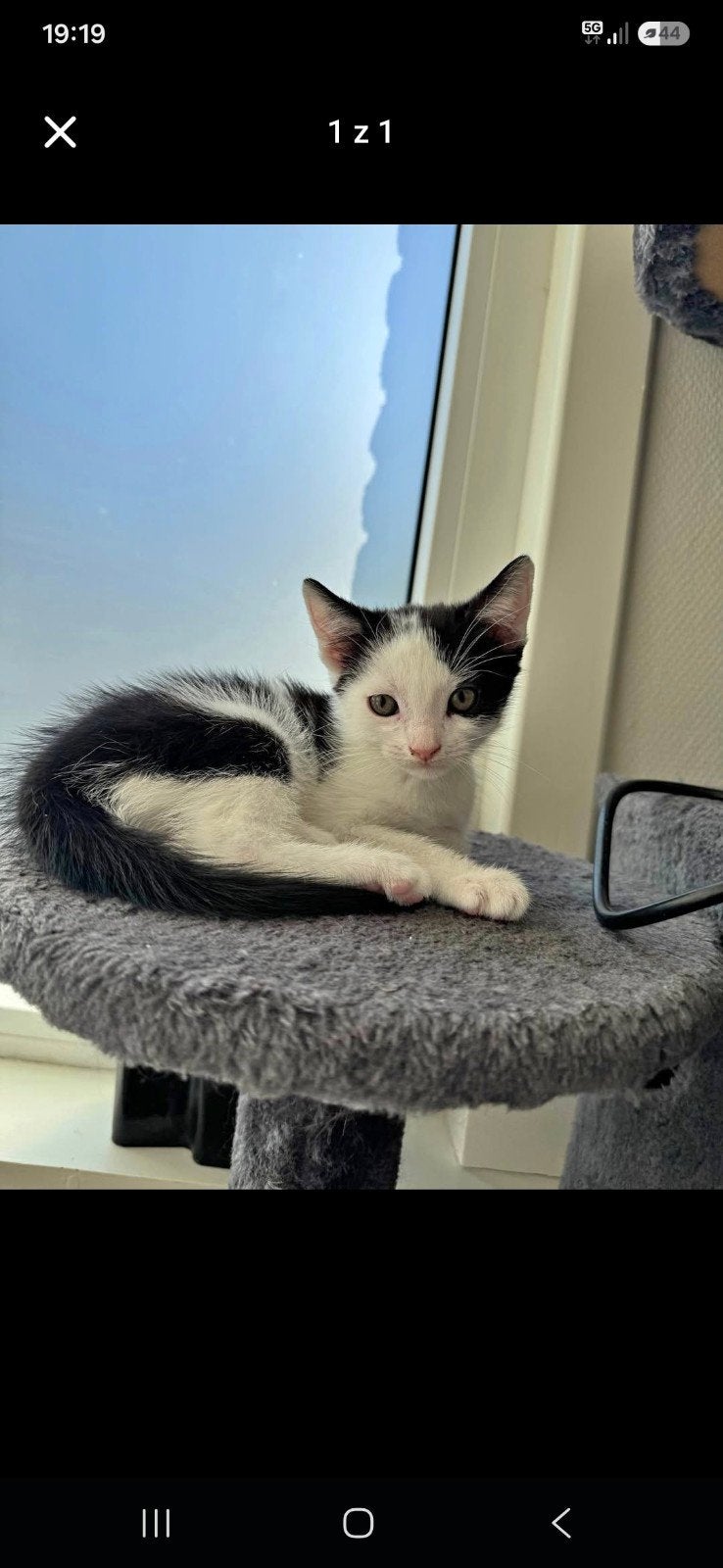 Kat 8 weken oud, Dieren en Toebehoren