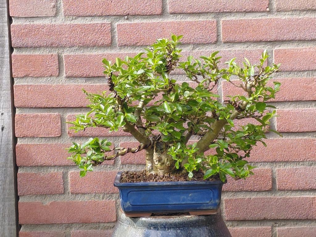 Shohin bonsai, Liguster, Ophalen, Rechthoekig, Kunststof, Minder dan 30 cm