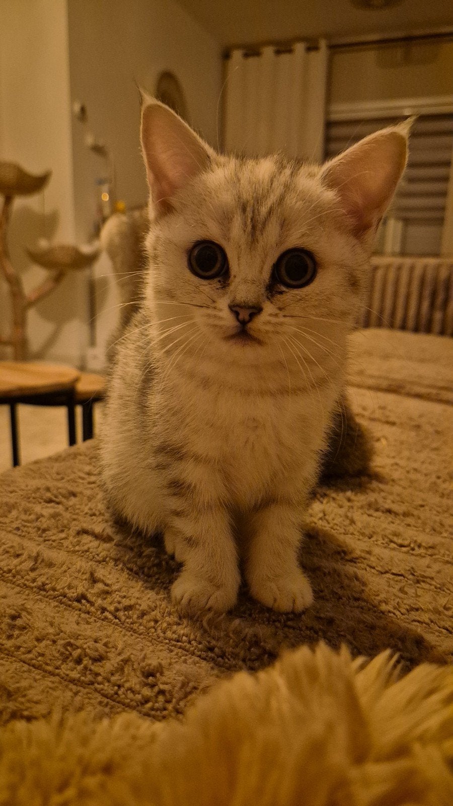 Raszuivere Britse korthaar kitten, Dieren en Toebehoren, Katten en Kittens | Raskatten | Korthaar, Poes, Gechipt, 0 tot 2 jaar