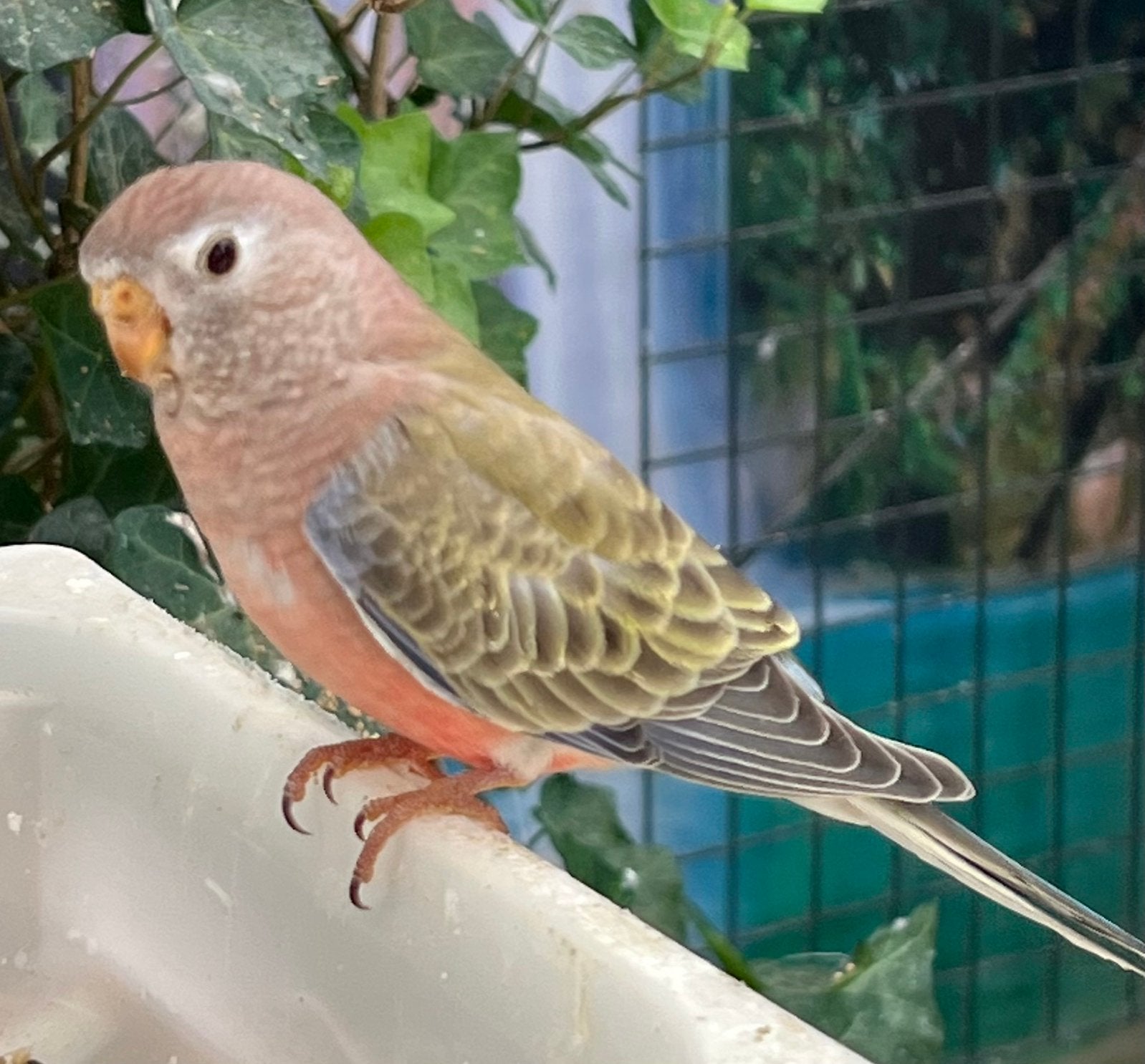 Bourkeparkiet, Meerdere dieren, Parkiet
