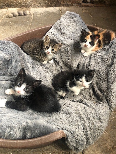 Mooie lieve boerderij poesjes, Dieren en Toebehoren, Katten en Kittens | Overige Katten, Kortharig, Meerdere dieren, 0 tot 2 jaar